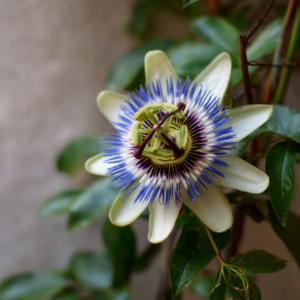 Passionflower – Loose Dried Herb