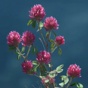 Red Clover Blossoms (Dried)