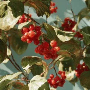 Schisandra Berries (Dried)