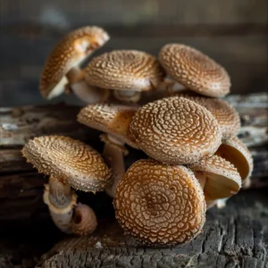 Shiitake Mushroom (Dried)