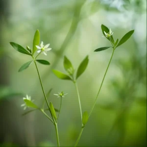 Cleavers Herb (Dried)