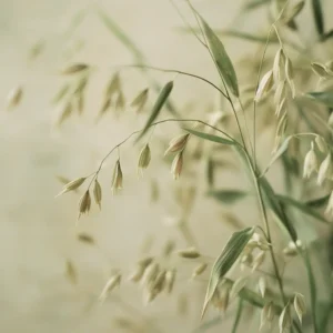 Oatstraw (Avena sativa)