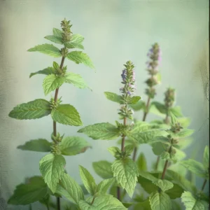 Peppermint Leaf (Dried)