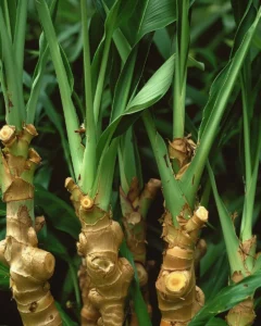 Ginger
