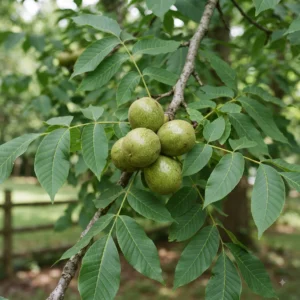 Black Walnut