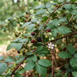 Blackberry Leaf