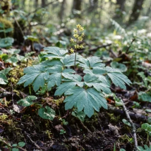 Blue Cohosh