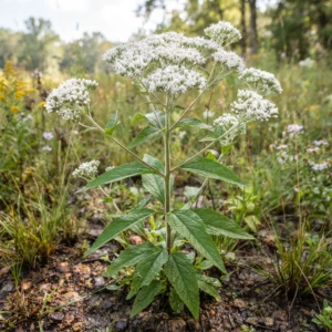 Boneset