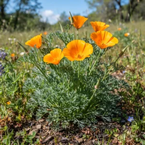 California Poppy