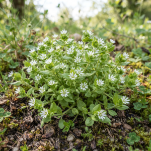 Chickweed