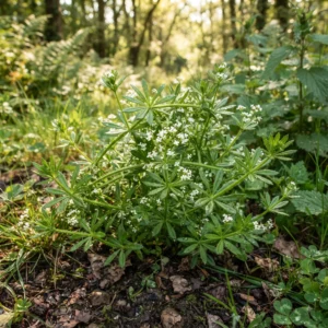 Cleavers