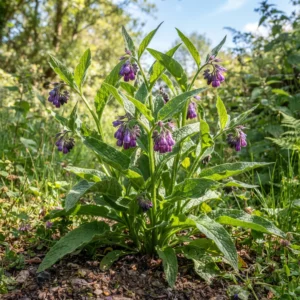 Comfrey