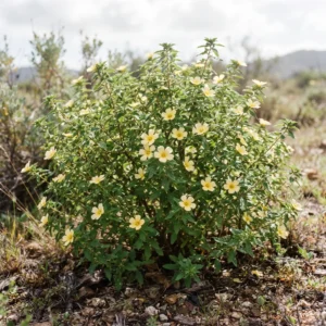 Damiana