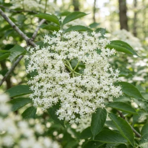 Elderflower