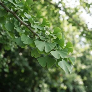 Ginkgo Biloba