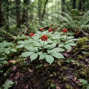 Ginseng