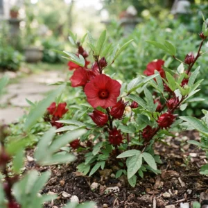 Hibiscus