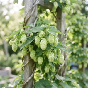 Hops