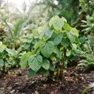 Kava