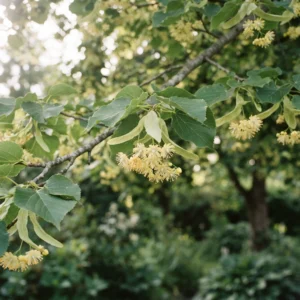 Linden