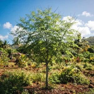 Moringa