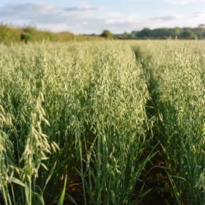 Oat Straw