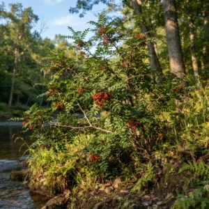 Prickly Ash