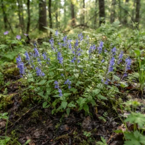 Skullcap
