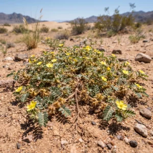 Tribulus