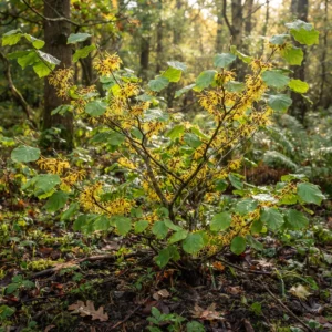 Witch Hazel
